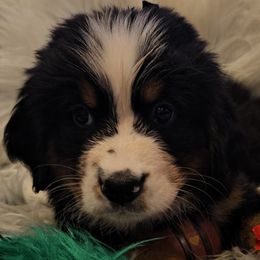 Green Boy - Black rust and white Bernese Mountain Dog puppy in Lecanto, Florida from DBDR Berners and Saints