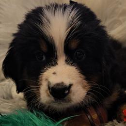 Green Boy - Black rust and white Bernese Mountain Dog puppy in Lecanto, Florida from DBDR Berners and Saints