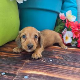 Quinn - Red male Dachshund puppy in Florence, Arizona from Doxie Town Az