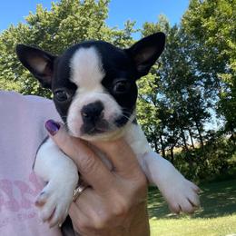 Sassy - Black and white female Boston Terrier puppy in Fillmore, Illinois from Wind Hill Puppies