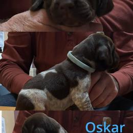 Boy 5 - Liver roan male German Shorthaired Pointer puppy in Topeka, Kansas from Autumn Prairie Kennel