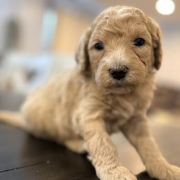 Pearl - Apricot female Goldendoodle puppy in Macclenny, Florida from Baker County Goldendoodles