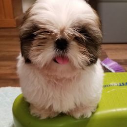 Mastiff and Shih Tzu Puppies from AKA Shih Tzu