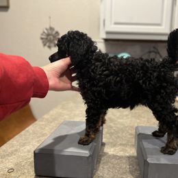 Bernedoodle, Bernese Mountain Dog, Cockapoo, Goldendoodle, and Poodle Puppies from Kallams Bernedoodles & Bernese Mountain Dogs