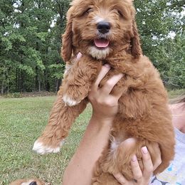 Chaz - Goldendoodle puppy from K&K's Puppy Kingdom