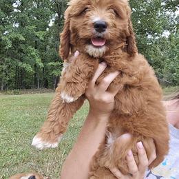 Chaz - Goldendoodle puppy from K&K's Puppy Kingdom
