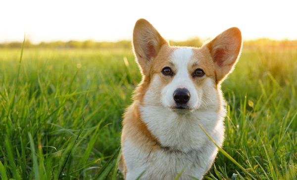 A Corgi sits in a field at sunset.
