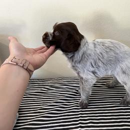 Wirehaired Pointing Griffon Puppies from American Patriot Kennel