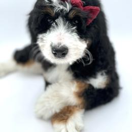 Bernedoodle Puppies from Bern'N Love Doodles
