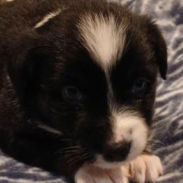 Kiara - Pink - Girl - Black tri-color female Australian Shepherd puppy in Charlotte, North Carolina from Tranquility Trail Aussies