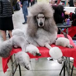 Poodle All Grown Up from Skyview Standards