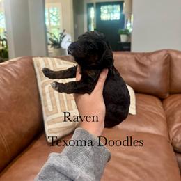 Raven - Phantom female Goldendoodle puppy in Denison, Texas from Texoma Doodles