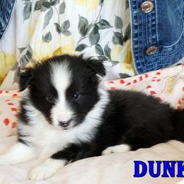Dunkin - Bi Black Boy - Black & white male Toy Shetland Sheepdog puppy in Frazeysburg, Ohio from Mountain High Kennels