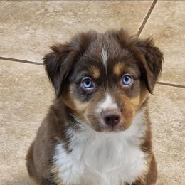 Ivy - Red tri female Miniature Australian Shepherd puppy in Philpot, Kentucky from Miller Hill Mini American Shepherds and Mini Australian Shepherds