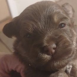 Boy 1 - Chocolate Havanese puppy in Allentown, Florida from Havanese Home Raised of Pensacola, FL