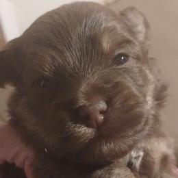 Boy 1 - Chocolate Havanese puppy in Allentown, Florida from Havanese Home Raised of Pensacola, FL