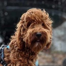 Bella - Goldendoodle