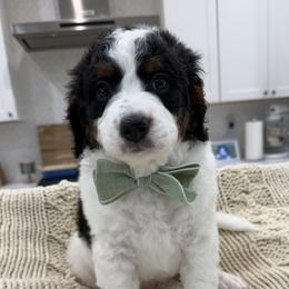 Cooper - Tri-color male Bernedoodle puppy in Herriman, Utah from Rose canyon doodles