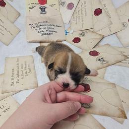 Yellow collar - Red female Pembroke Welsh Corgi puppy in Deming, New Mexico from Dragon Ridge Corgis