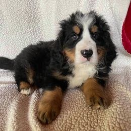 Bernese Mountain Dogs from Cynthia's Bernese Mountain Dogs