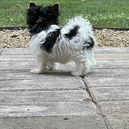 Biewer Terrier and Cavalier King Charles Spaniel Puppies from Kilmaren Cavaliers and Born in the USA Biewer Terriers
