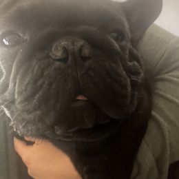 French Bulldog All Grown Up from Phoenix Rising