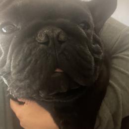 French Bulldog All Grown Up from Phoenix Rising