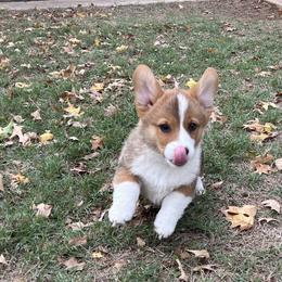 OLLIE - AKC - Red male Pembroke Welsh Corgi puppy in Millsap, Texas from BJ's Blessings