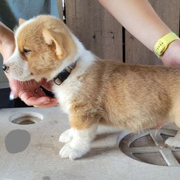 Popper (gray collar) - Red male Pembroke Welsh Corgi puppy in Ethridge, Tennessee from Liberty Hill Farm