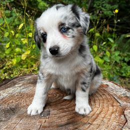 Australian Shepherd Puppies from Dandelion Farms PDX