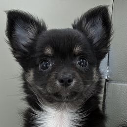 Clementine - Black female Chihuahua puppy in Westport, New York from Chantilly chihuahuas
