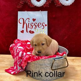 Girl 1 - Yellow Labrador Retriever puppy in Sandpoint, Idaho from Allen Sunnyside AKC Labs