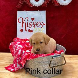 Girl 1 - Yellow Labrador Retriever puppy in Sandpoint, Idaho from Allen Sunnyside AKC Labs