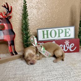 Cream girl - Cream female Dachshund puppy in Winter Haven, Florida from Davidson's Dachshunds