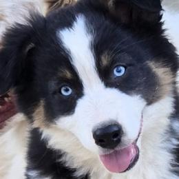 Australian Shepherd puppies from Triple J Aussie Ranch