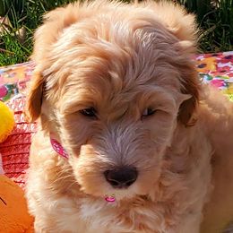 Girl 2 - Labradoodle puppy in Statesville, North Carolina from Labradoodles of the Foothills