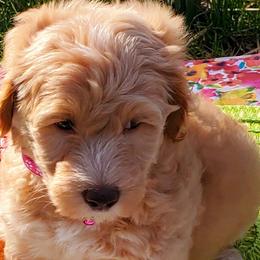 Girl 2 - Labradoodle puppy in Statesville, North Carolina from Labradoodles of the Foothills