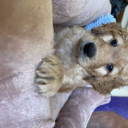 Goldendoodle Puppies from Joanna Wise