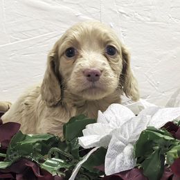 Girl 2 - Cream female Dachshund puppy in Mt. Sterling, Illinois from Doxie Do's