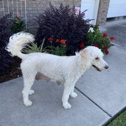 Sophie - Aussiedoodle