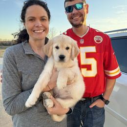 Golden Retriever Puppies from KCs Golden Dream