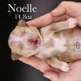 Noelle - Cream female Goldendoodle puppy in Comanche, Texas from Central Texas Doodles, LLC.