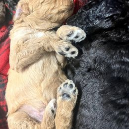Goldendoodle and Poodle Puppies from Polly Wally Poodles and Doodles