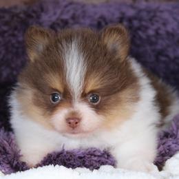 AKC Walker - Chocolate parti male Pomeranian puppy in Albany, Indiana from Hatz Off Puppies