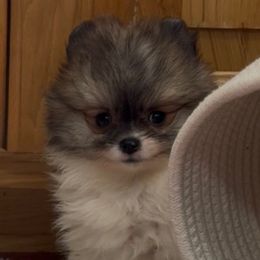 Boy 2 - Chocolate parti male Pomeranian puppy in Silver Springs, New York from Humehill