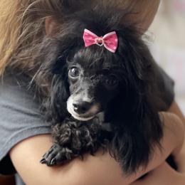 Oreo - Poodle