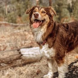 Australian Shepherds from Mission Mountain Australian Shepherds
