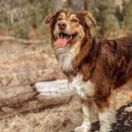 Australian Shepherds from Mission Mountain Australian Shepherds