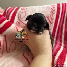 Harlow - Brindle female Shih Tzu puppy in Walkertown, North Carolina from Lil’ Bit’s Shih Tzu