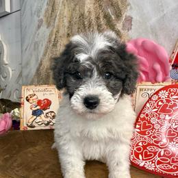 Archer - Parti male Goldendoodle puppy in Sheridan, Arkansas from Arkie Doodles